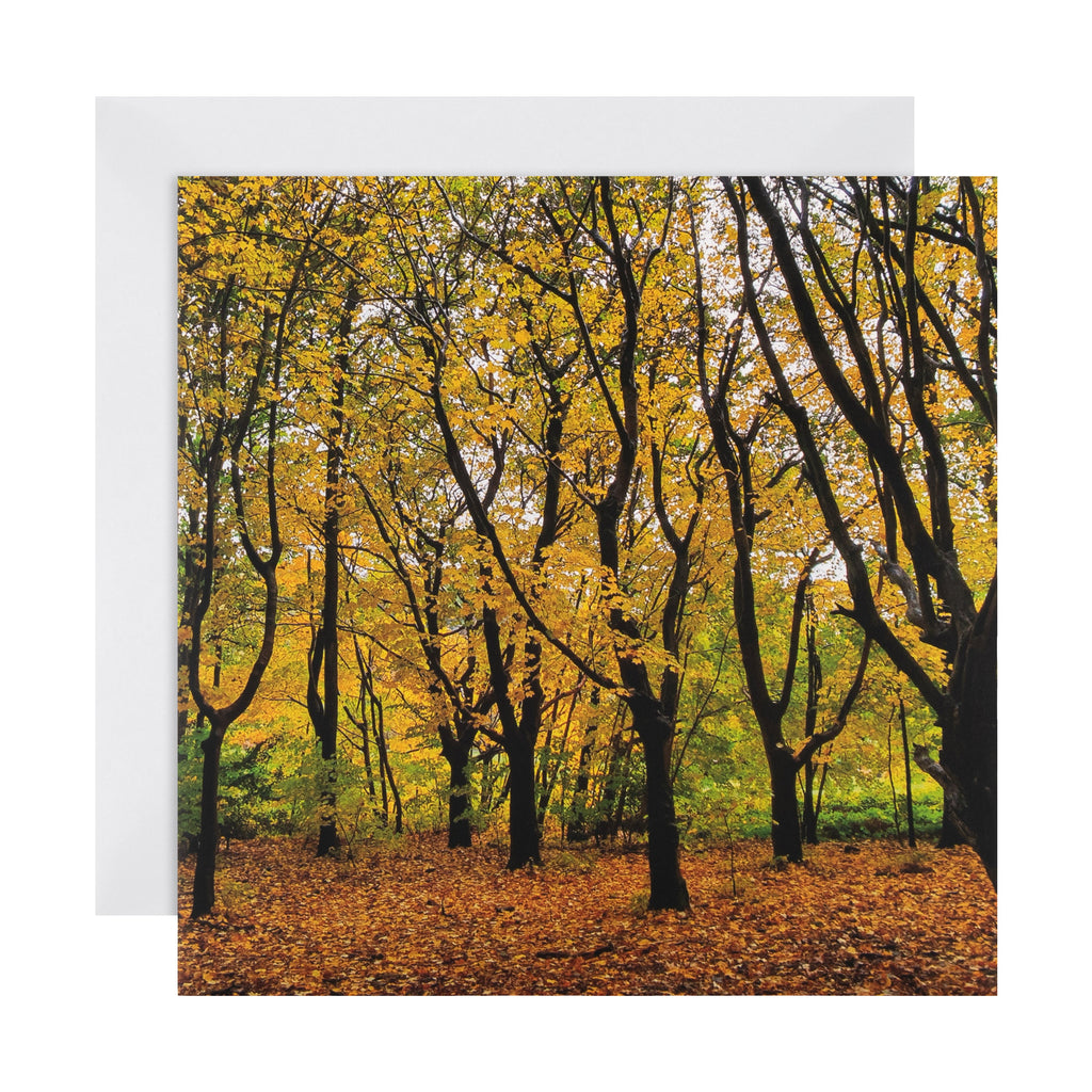 Any Occasion Woodland Trust Card - Autumnal Woodland Scene Design