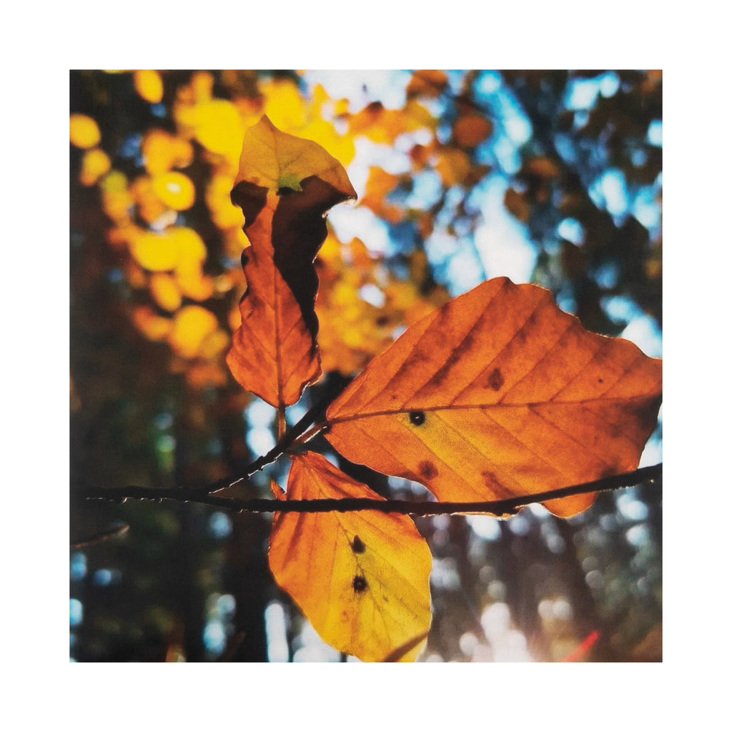 Any Occasion Woodland Trust Card - Orange Autumn Leaves Design