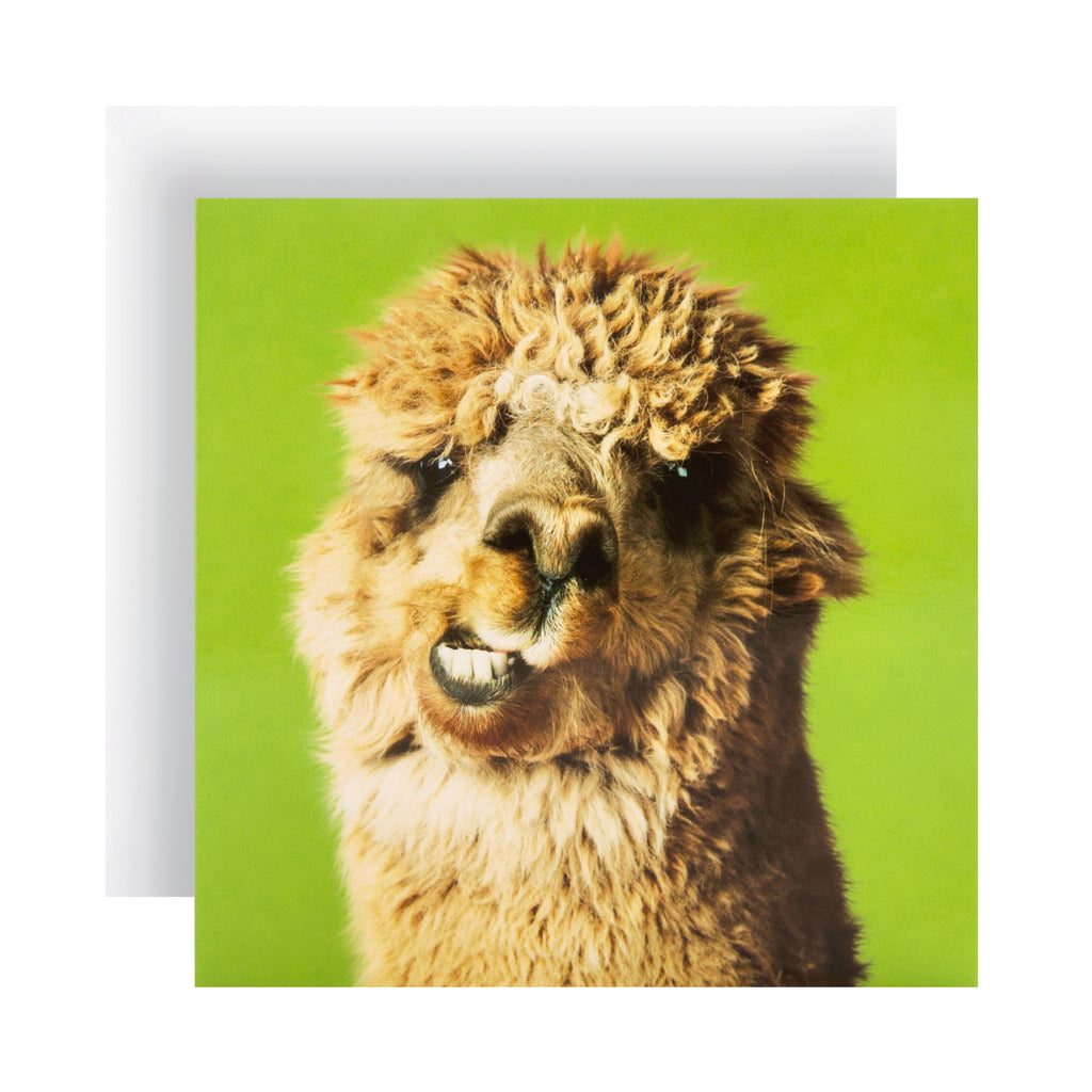 Any Occasion Blank Card - Funny Photographic Llama Design