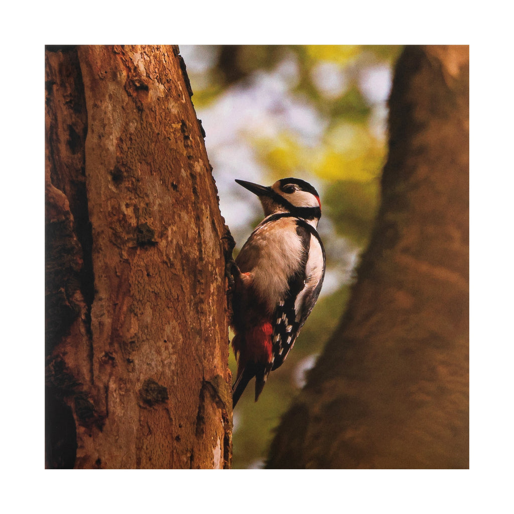 Any Occasion Woodland Trust Card - Striking Woodpecker Design