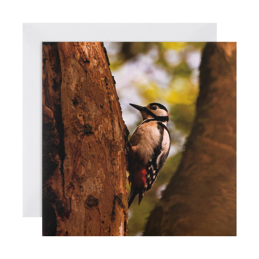 Any Occasion Woodland Trust Card - Striking Woodpecker Design