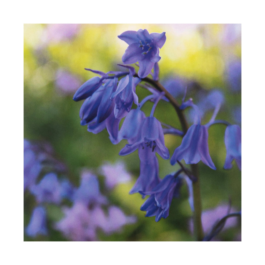 Any Occasion Woodland Trust Card - Vibrant Bluebells Design