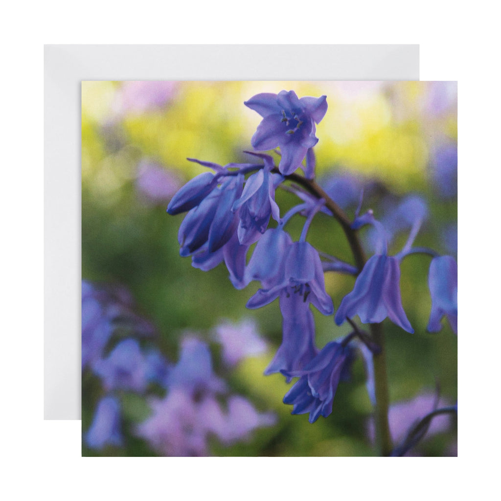 Any Occasion Woodland Trust Card - Vibrant Bluebells Design