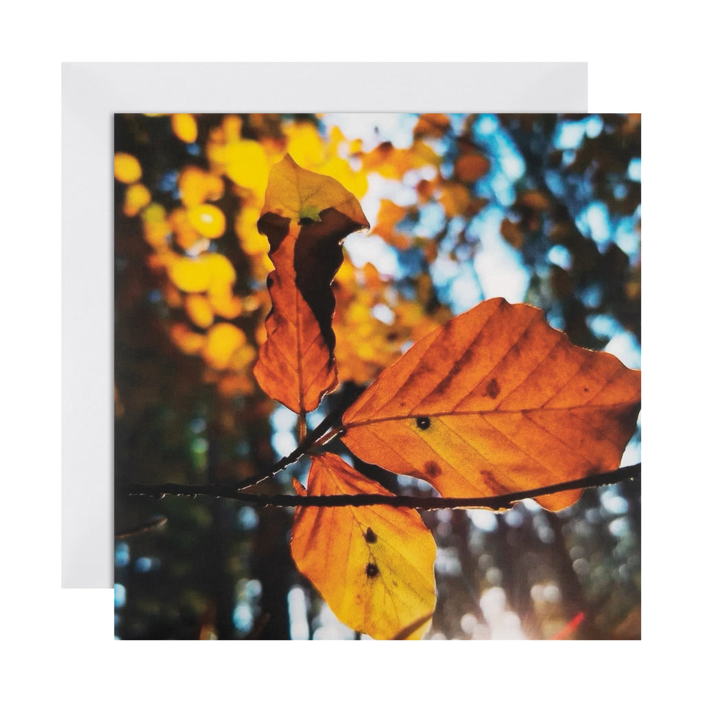 Any Occasion Woodland Trust Card - Orange Autumn Leaves Design