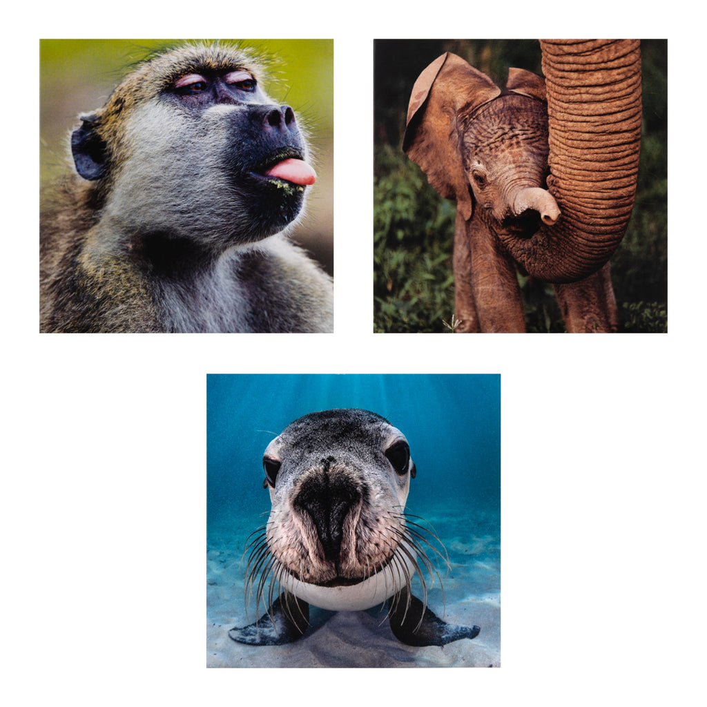 Greeting Cards Multipack - Pack of 10 in 5 National Geographic Animal Designs