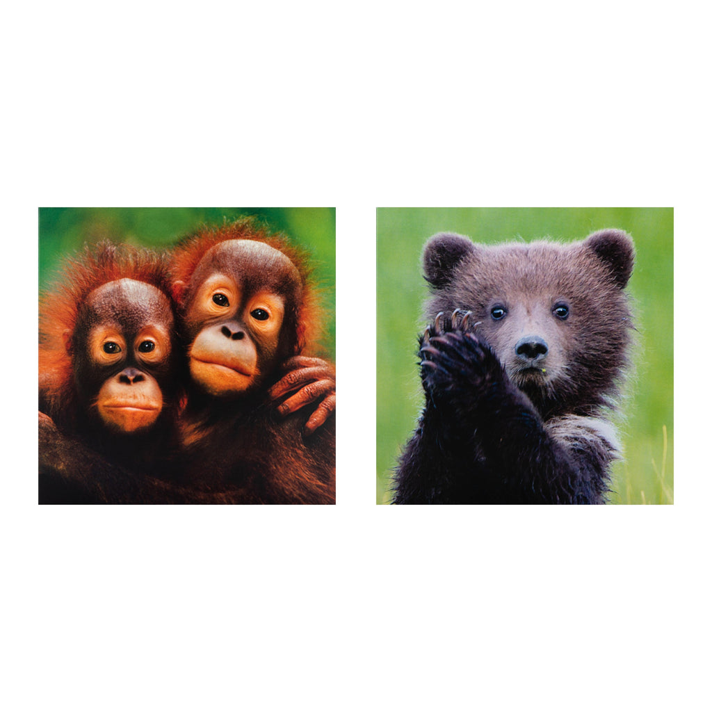 Greeting Cards Multipack - Pack of 10 in 5 National Geographic Animal Designs