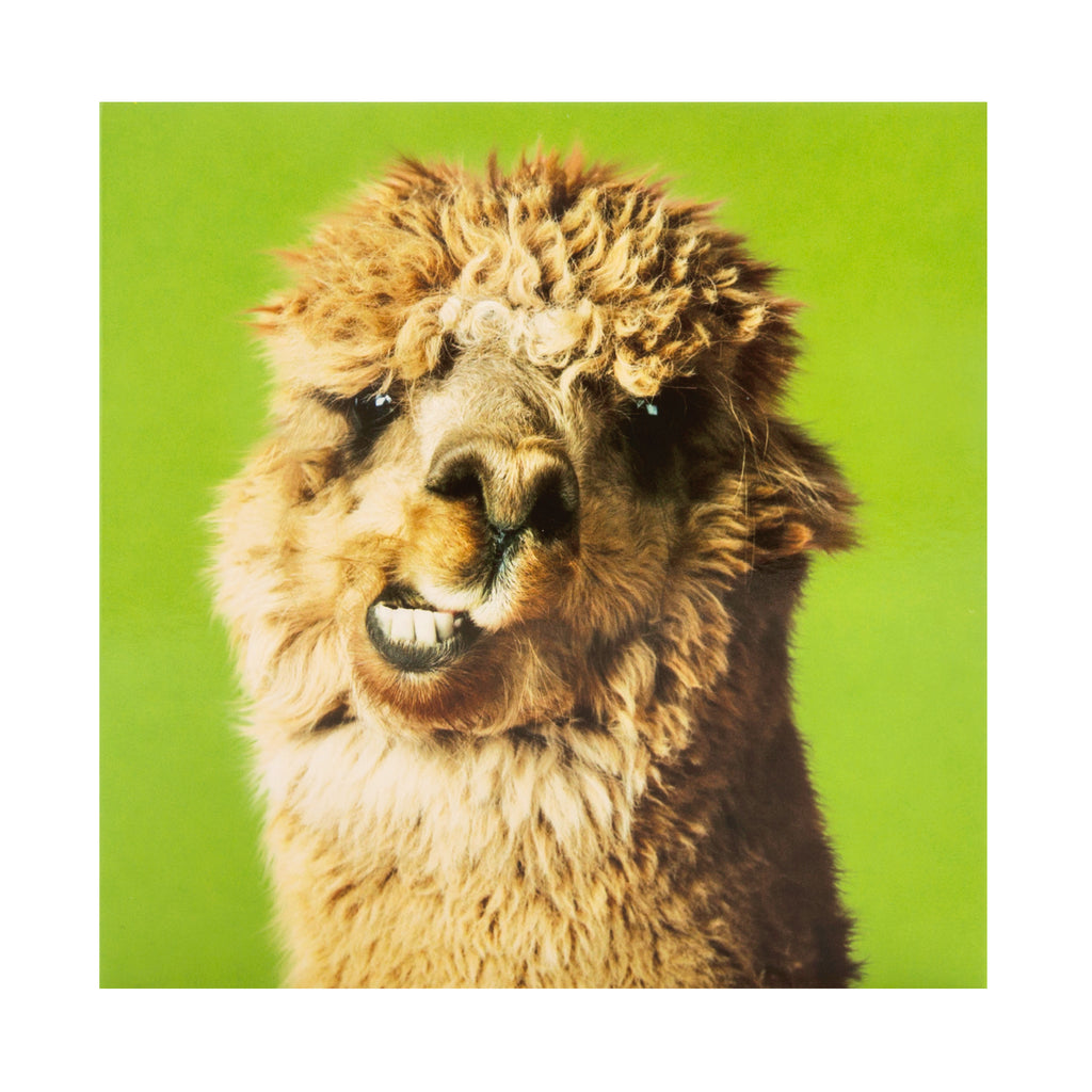 Any Occasion Blank Card - Funny Photographic Llama Design