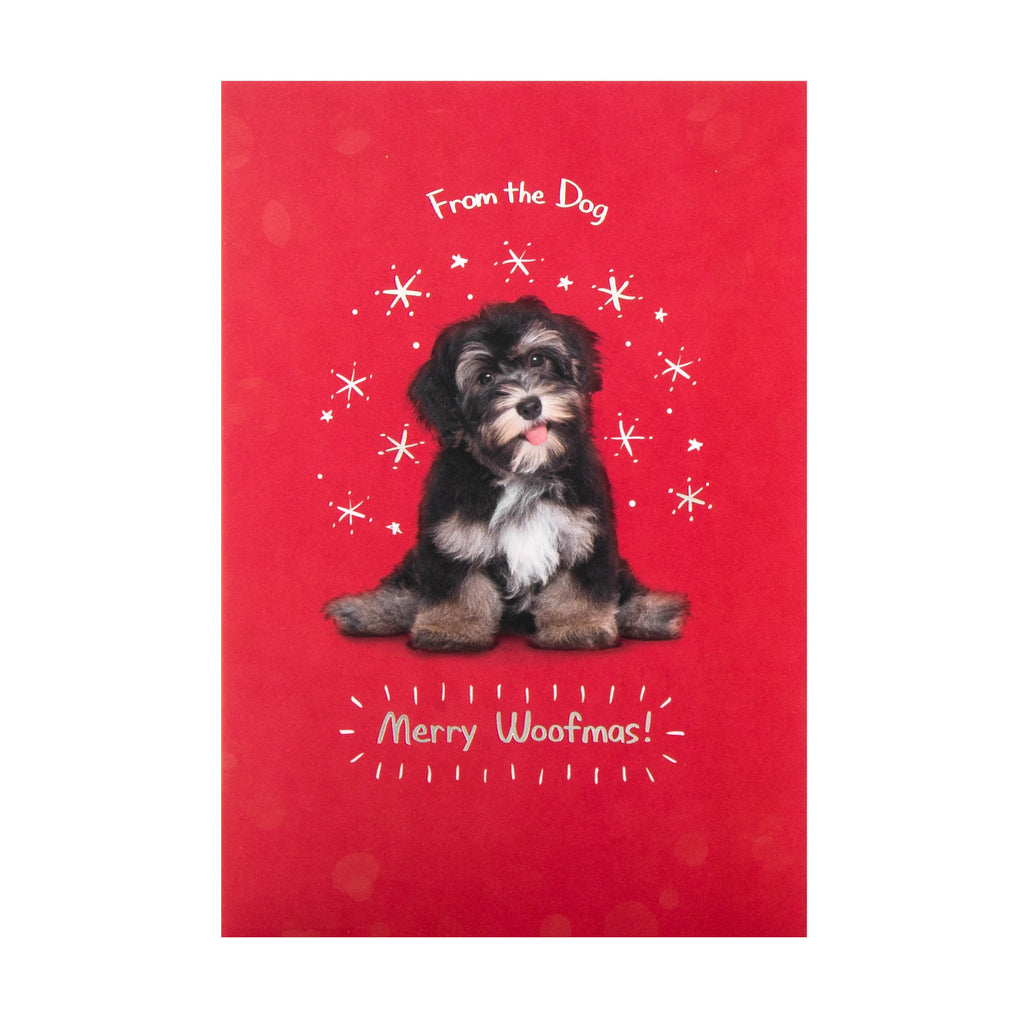 Charity Christmas Card from the Dog - Cute Photograph Design with Silver Foil