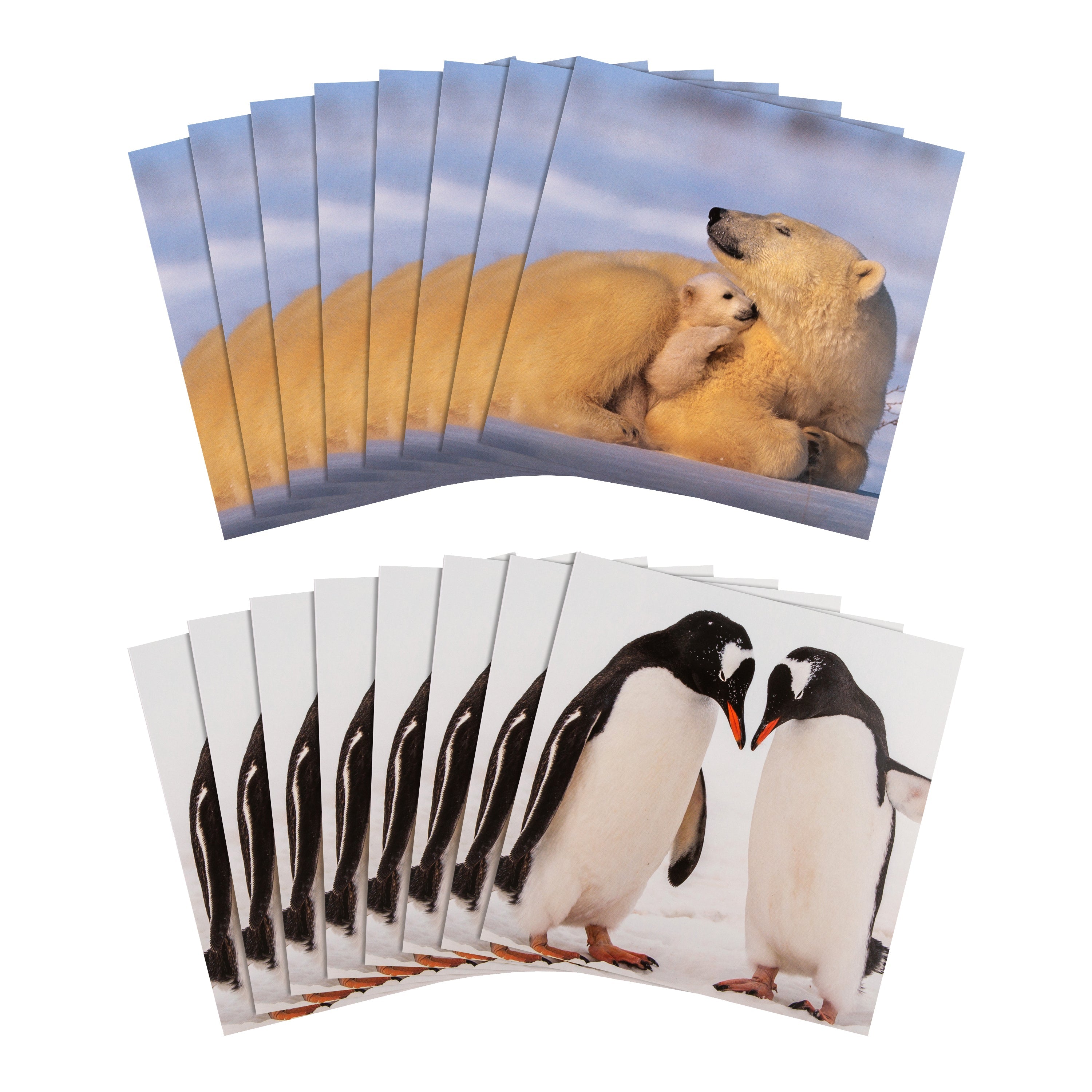 Christmas Cards Pack of 16 in 2 Bear and Penguin National Geographic