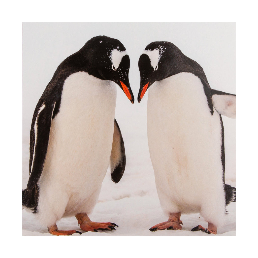 Christmas Cards Pack of 16 in 2 Bear and Penguin National Geographic