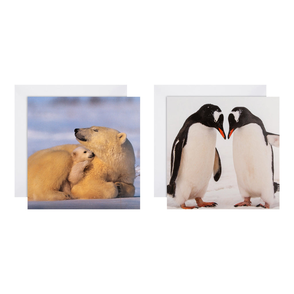 Christmas Cards - Pack of 16 in 2 Bear and Penguin National Geographic Designs