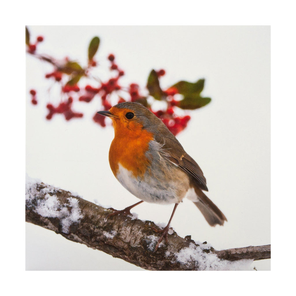 Christmas Cards - Pack of 16 in 2 Robin and Squirrel National Geographic Designs