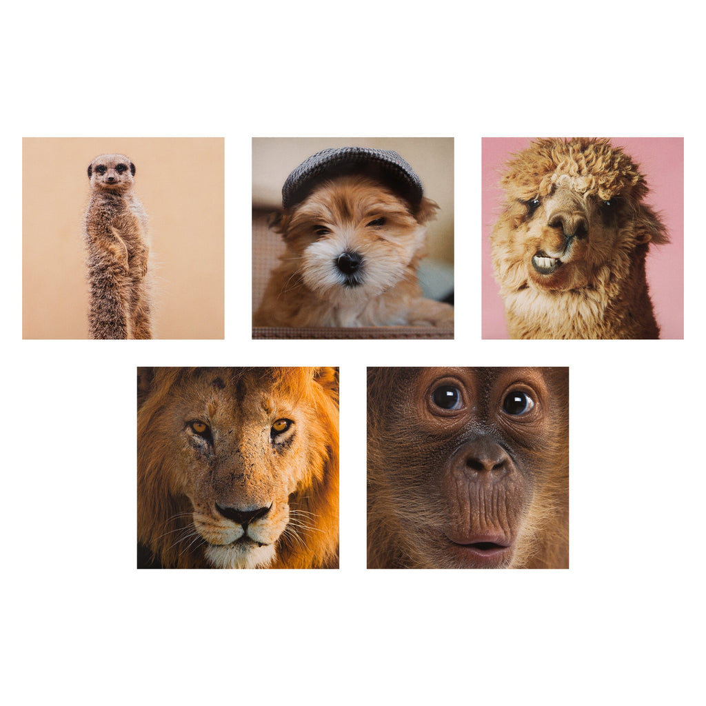Gallery Blank Cards - Multipack of 20 in 20 Photographic Animal Designs