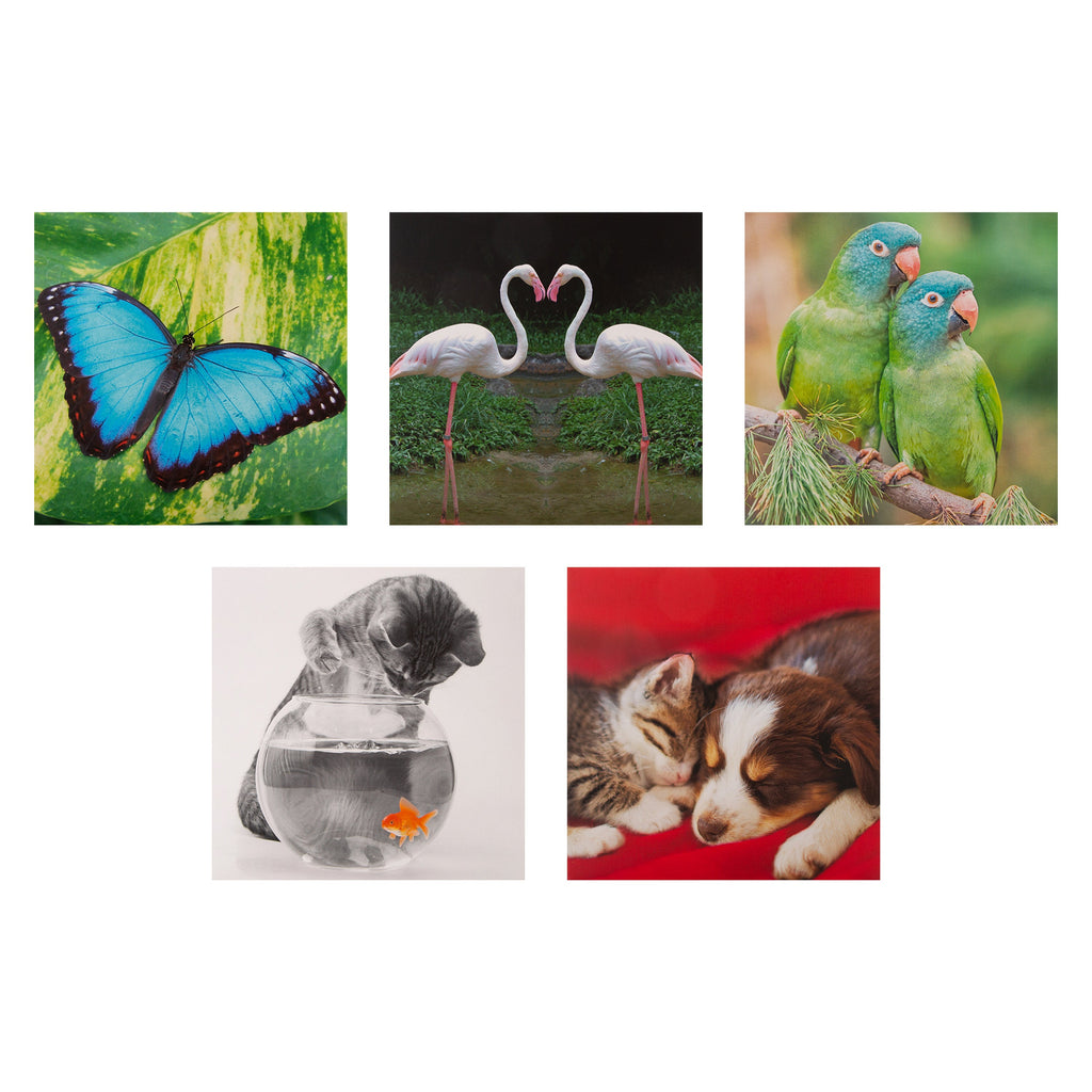 Gallery Blank Cards - Multipack of 20 in 20 Photographic Animal Designs
