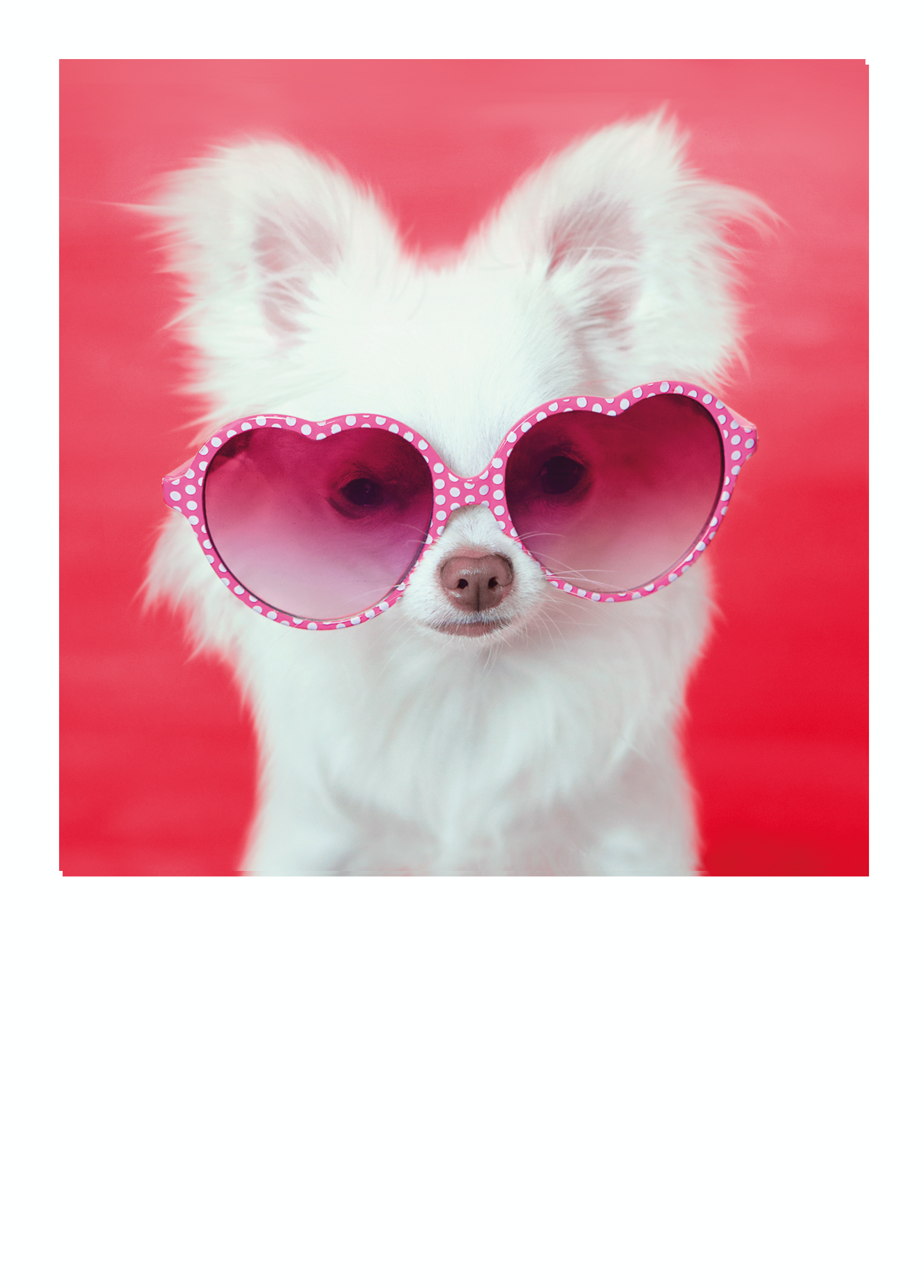 Cute dog with sunglasses best sale