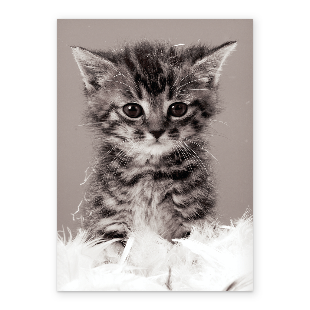 Kitten Card Personalised Cute Kitten Card – Hallmark