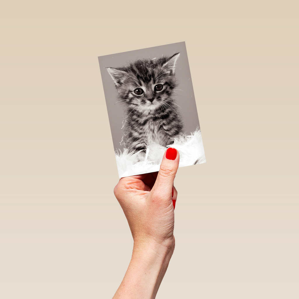 Kitten Card Personalised Cute Kitten Card – Hallmark